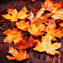 Autumn Leaves