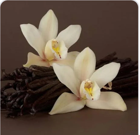 Vanilla Woods